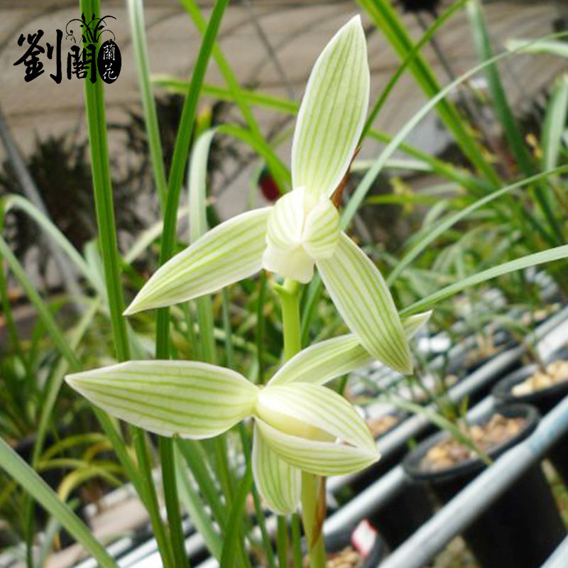 刘阁兰花苗 莲瓣兰白素传统名品碧龙玉素冬带浓香花苞出售花卉草