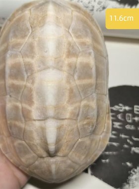 甲骨文龟壳雕刻天然真乌龟壳专用龟甲骨学生描绘涂色脱皮文教用品