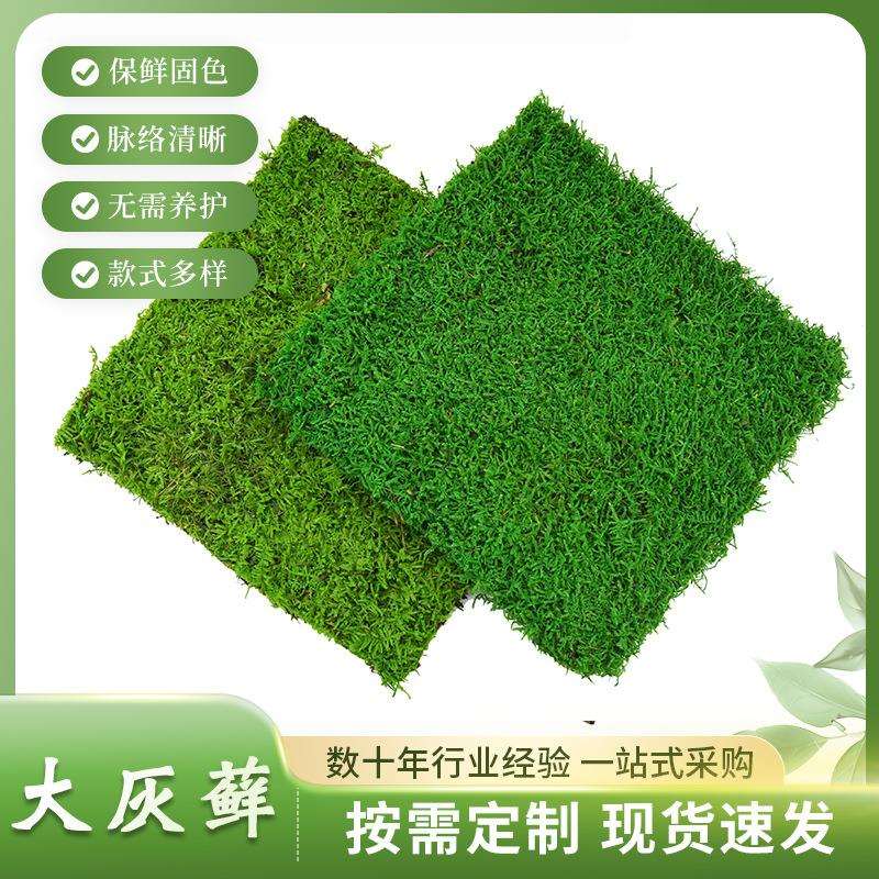 永生大小灰藓绿色室内造景装饰真苔藓草坪景观植物墙厂家现货