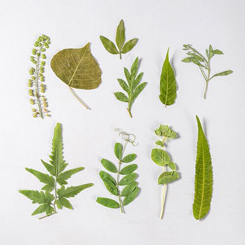 Real Leaf Plant Specimens Kindergarten Handmade ers Dried Fl