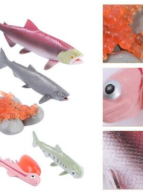 4 Pcs Rayan Toys for Kids Growth Cycle Model Sea Animal
