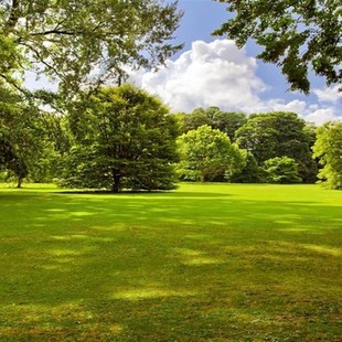 定制环保无缝壁画背景墙草地草原大树风景大草原绿色护眼