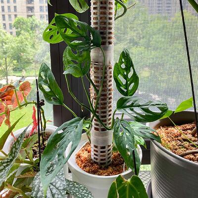 Plant Climbing Column Sphagnum Moss Pole Plants Growing Supp