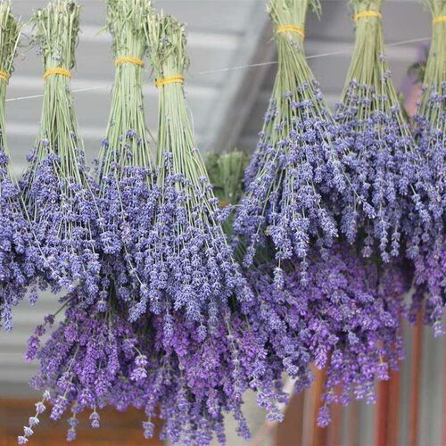 lavender dried flower bouquet natural dried flower lavender
