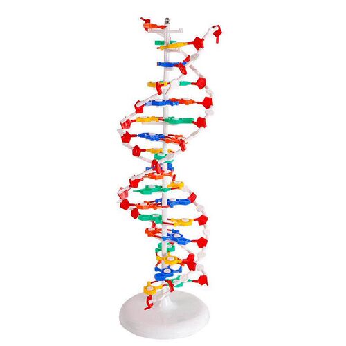 DNA double helix structure model with base large initial