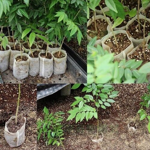 100pcs Non-Woven Nursery Plant Grow Bags Eco-Friendly Planti