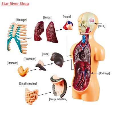 Kid Montessori 3D Puzzle Human Body Anatomy Model Educationa