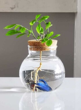 Hydroponic Glass Vase Transparent Micro-landscape Ecological