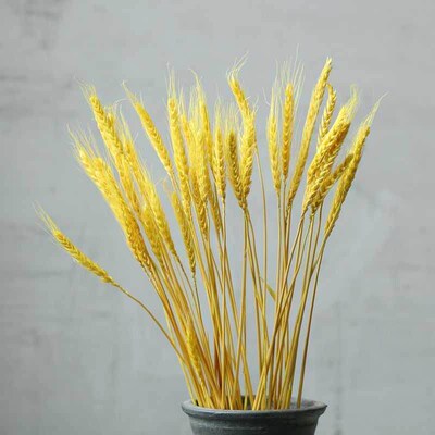 Art Decorate of Natural Plants in Wheat Ear and Barley
