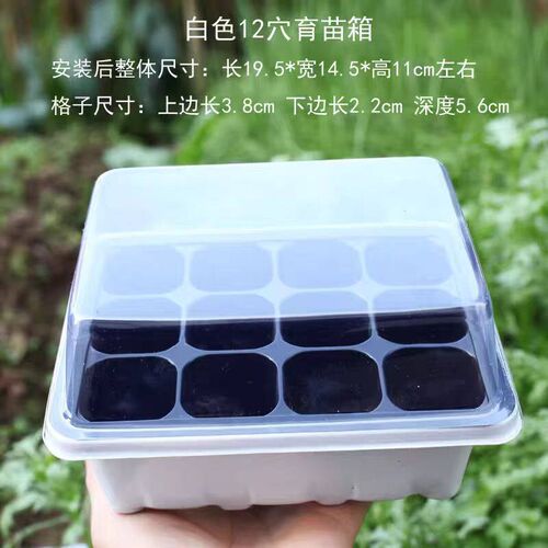 Rosemary thyme lemon mint perilla basil seeds seedling tray