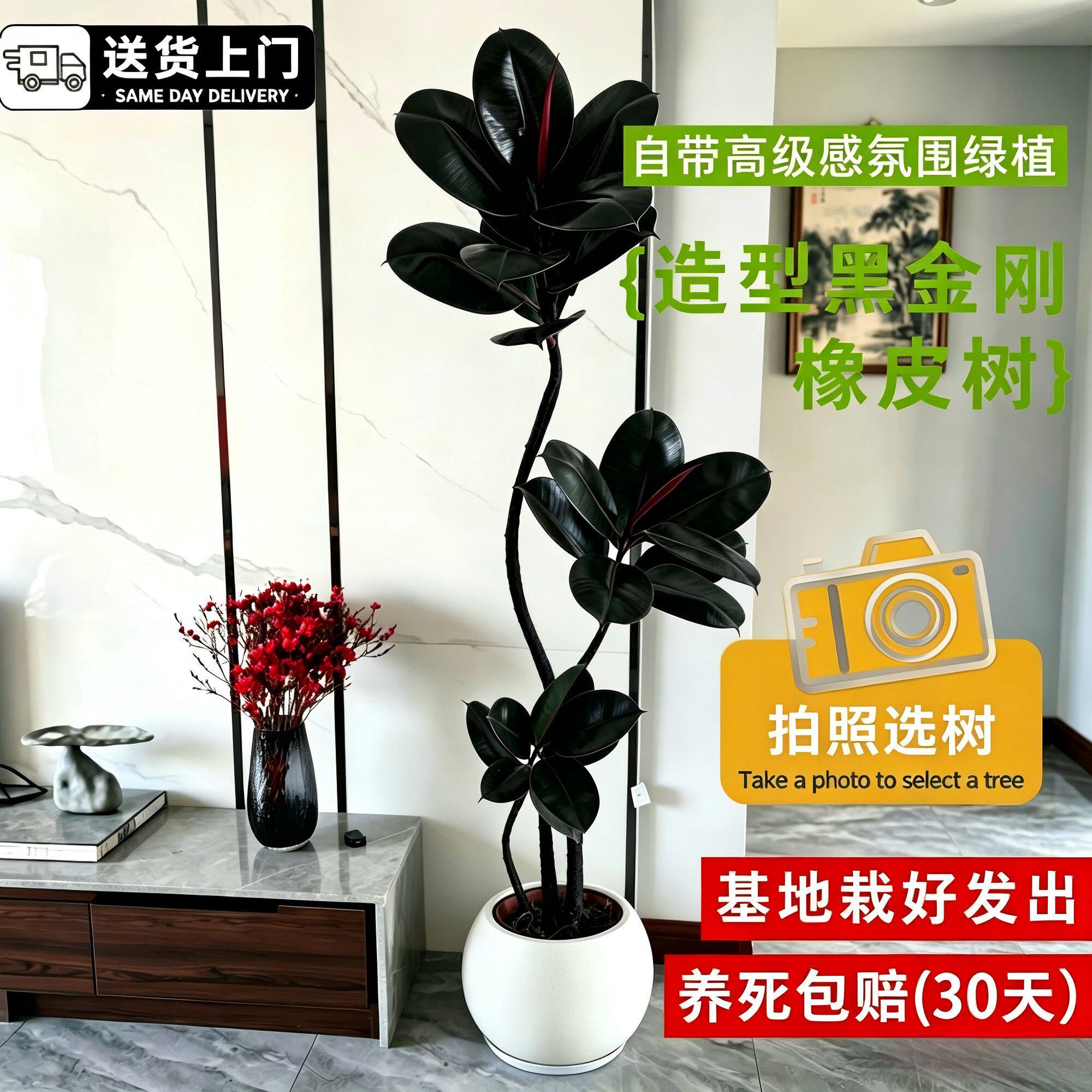 特级黑金刚橡皮树大型真绿植物盆栽老桩造型黑金客厅刚办公室懒人