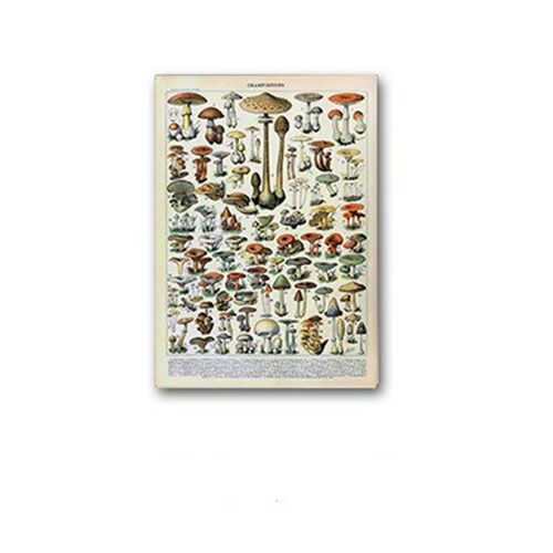 Palaeobios Plant Retro Poster Flower Animal Insect Butterfly