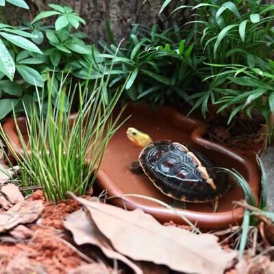 Amphibious Turtle Bowl Amphibious Semi-Aquatic Turtle Tank Y