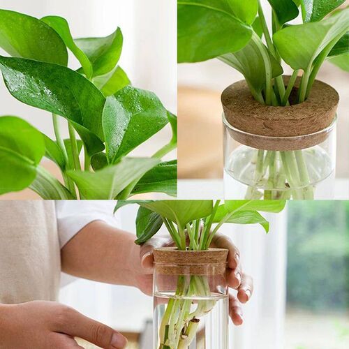 Mini Hydroponic Flower Pot Transparent Terrarium Glass Soill