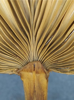 民俗老物件怀旧收藏老蒲扇老扇子古董杂项老东西复古装饰道具摆件