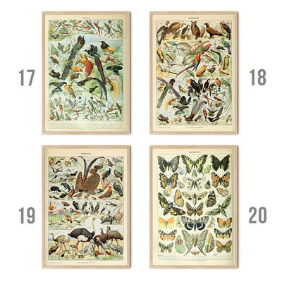 Vintage Palaeobios Botanical Retro Poster Insect Butterfly M