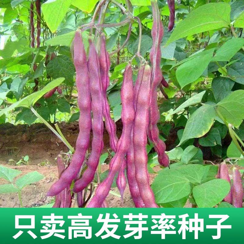 【下单立减50】耐热红豆角种子耐寒豆角育苗家庭阳台小院盆栽TQ