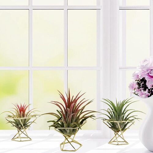 3 Pcs Geometric Air Plant Holder Airplants Rack Metal Plants