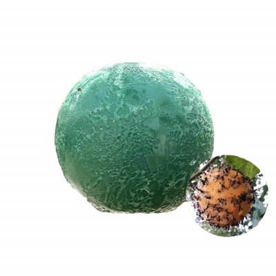 1-5pcs Gnat Traps Flying Insects Traps Ball Fruit Fly