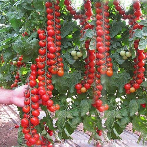 Waterfall cherry tomato seeds, cherry tomato seeds, potted