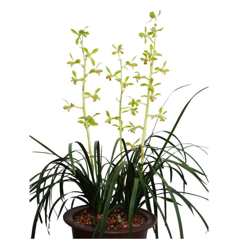 带花苞!特壮蕙兰 浓香梅瓣 老八种之首 大一品 易芽易花