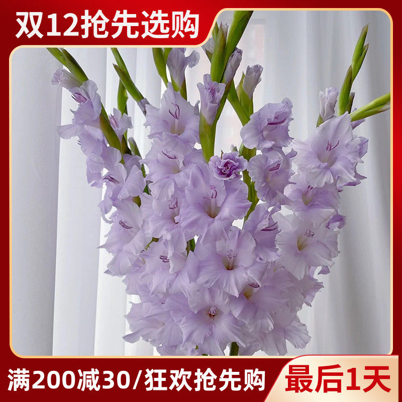 剑兰切花云南斗南鲜花基地直发昆明花卉市场插花水养浅紫色节节高