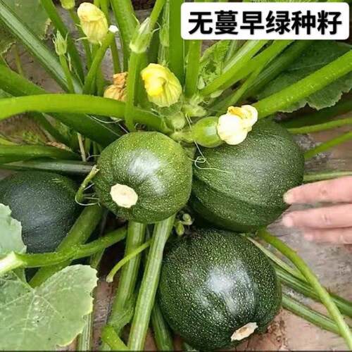 Early maturing vine free green pearl cucumber, spring and s