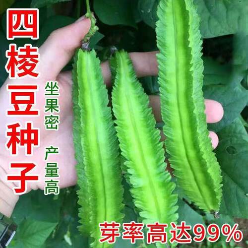 Four sided bean seeds, four sided diamond beans, four corne