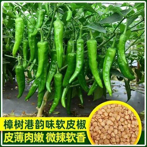 Authentic Zhangshugang chili seeds, high-quality small chil