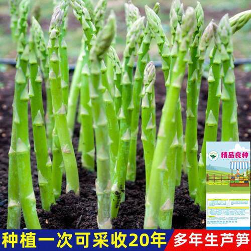 Perennial Asparagus Seeds, High Yield Vegetables, Green Asp
