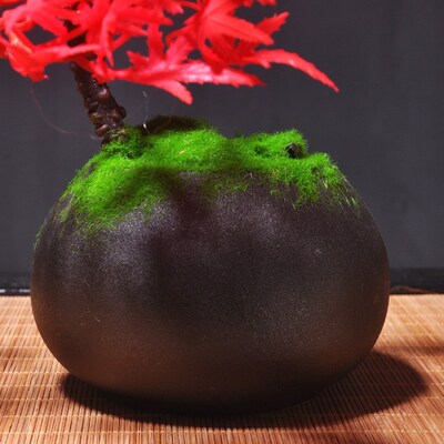 green plants Small Bonsai Ornament Office Desktop Table Pine