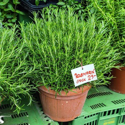 Rosemary potted edible herb plant western food spice steak