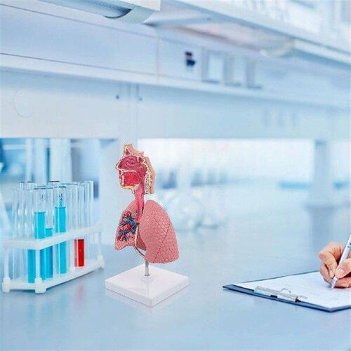 Toy Respiratory System Model 4d Anatomical Assembly of
