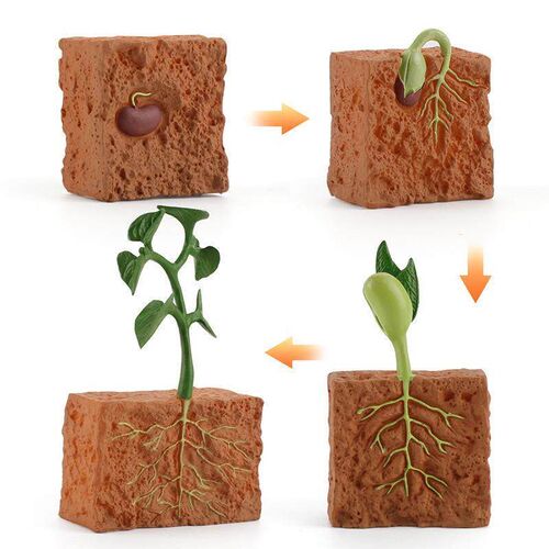 Simulation Life Cycle of a Bean Plant Growth Cycle Model