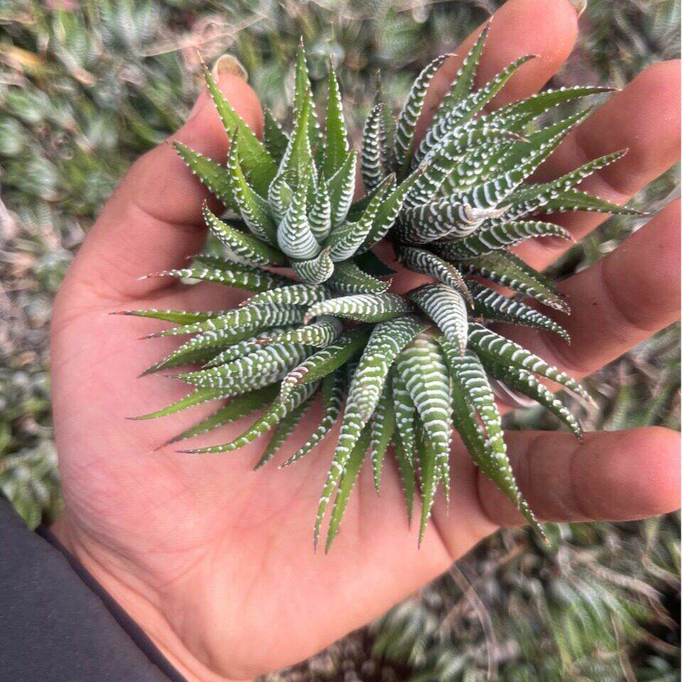 条纹十二卷砍头多肉花卉无根 多肉植物 大棚多肉