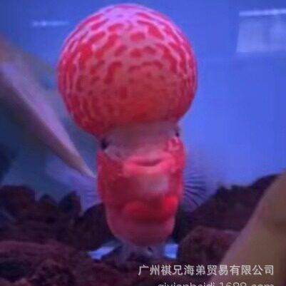 鸿运当头罗汉鱼  红运当天 花罗汉 观赏鱼 宠物鱼 热带鱼