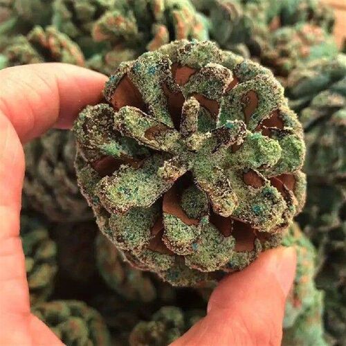 1Pc Natural Pine Cones 3-4cm/5-6cm Magic Fire Colored Flame