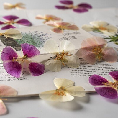 Ancient Xizhengembossed Pressed Flowers, Dried Flowers, Bota
