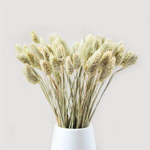 [jewel Grass] Natural Dried Flowers And Grasses, Everlasting