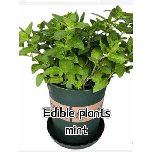 basil plants herbs mint rosemary thyme, spices Edible plant