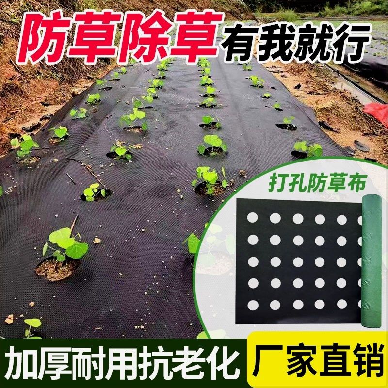 打孔防草布地膜蔬菜药材育苗定制开孔农用种植菜地透水耐用可降解,农机/农具/农膜,农用防草地布/除草布,淘宝优惠券,粉丝福利购,淘宝优惠卷