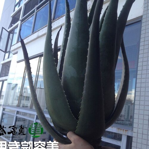Aloe vera potted plant fresh large aloe vera can eat aloe
