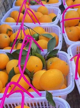 水白色方形卡扣带盖-12斤莓篮鸡蛋枇杷杨F96779JM梅采草摘手1提果