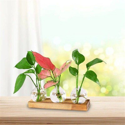 Propagation Terrarium Transparent Bottle Pot Flower