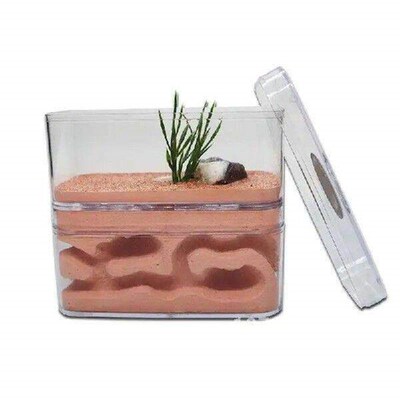 Highly Moisturizing Ant Farm Plaster Ant Nest Insect Box