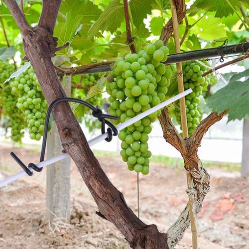 100PCS Circular Gardening Cable Ties Ribbon For Flower Grape