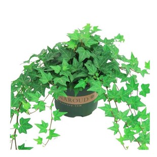 basil plants herbs mint rosemary thyme, spices Edible plant