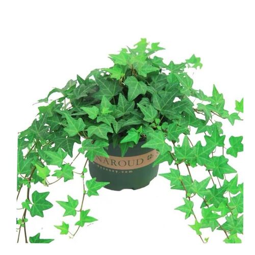 basil plants herbs mint rosemary thyme, spices Edible plant