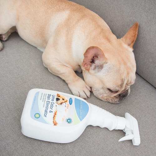Enzymes and spray pet dog and cat except for the urine