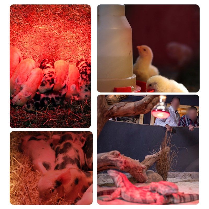 保温灯猪用养殖场取暖灯小鸡育雏取暖灯仔猪加热加温兽用取暖灯泡,畜牧/养殖物资,养殖保温灯,淘宝优惠券,粉丝福利购,淘宝优惠卷